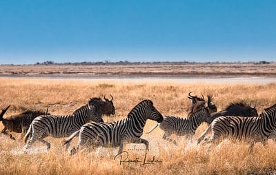 Gondwana Special Offers